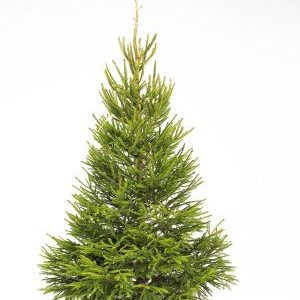 Jõulukuusk väike 150-180cm - Eestikussk.ee