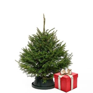 Joulukuuskmini-Eestikuusk.ee