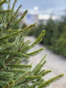 Miks eelistada kodumaist kuuske ja kuhu viia kuivanud puu? - Eestikuusk.ee