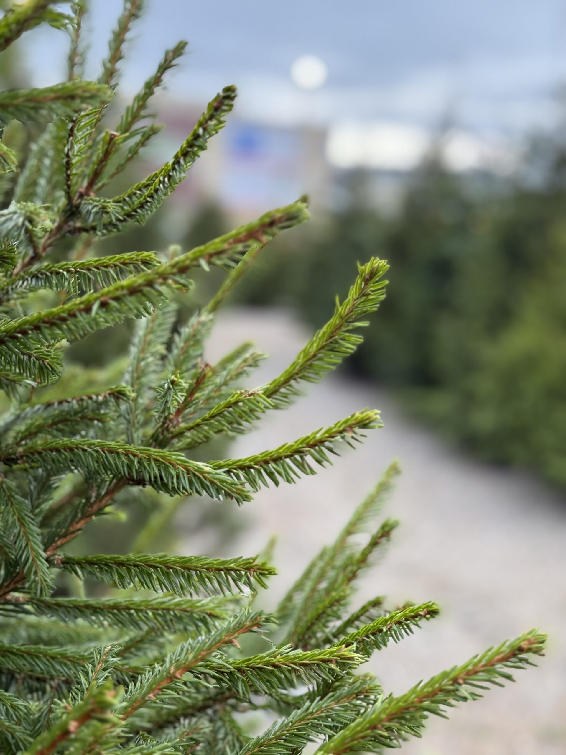Jõulukuusk on iga kodu sümbol pühade ajal – toob soojust, lõhna ja traditsioonitunnet. Kuid kuuse valik ja hilisem koristamine mõjutavad nii meie mugavust kui k